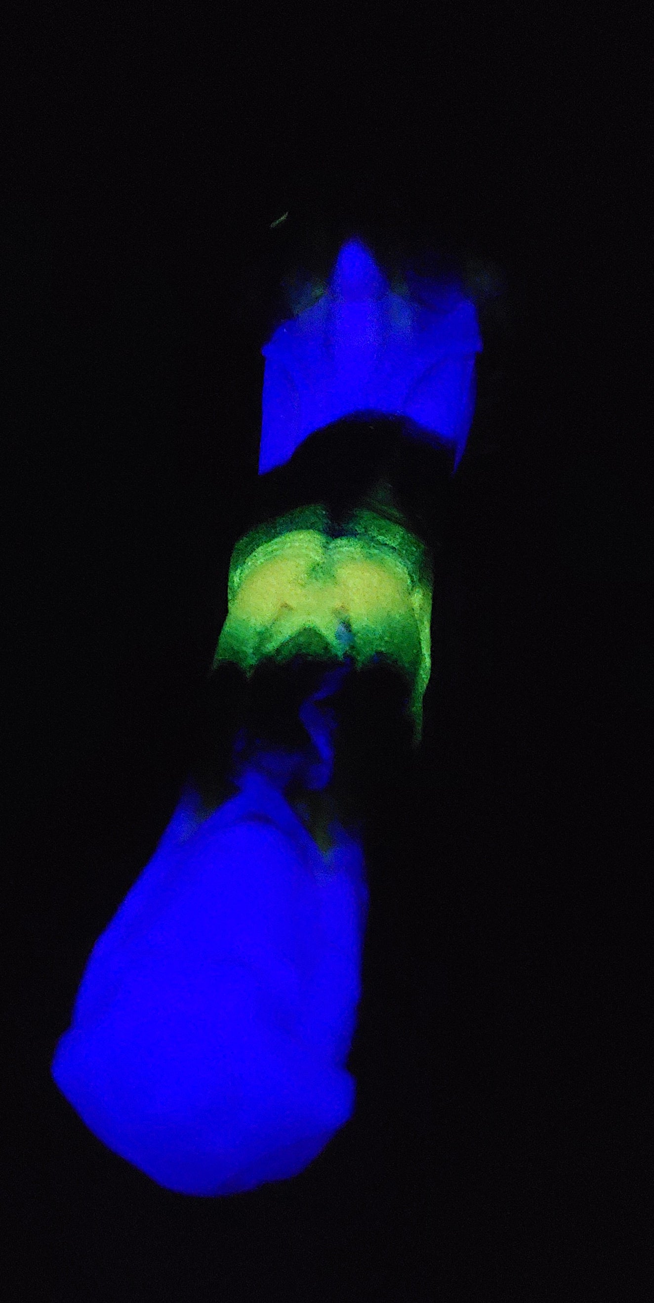 Small Alloy - GITD Soft silicone - AL-516